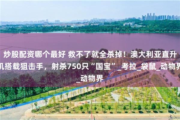 炒股配资哪个最好 救不了就全杀掉！澳大利亚直升机搭载狙击手，射杀750只“国宝”_考拉_袋鼠_动物界