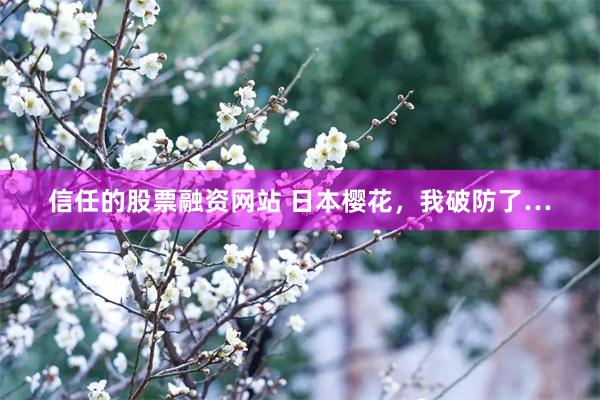 信任的股票融资网站 日本樱花，我破防了…